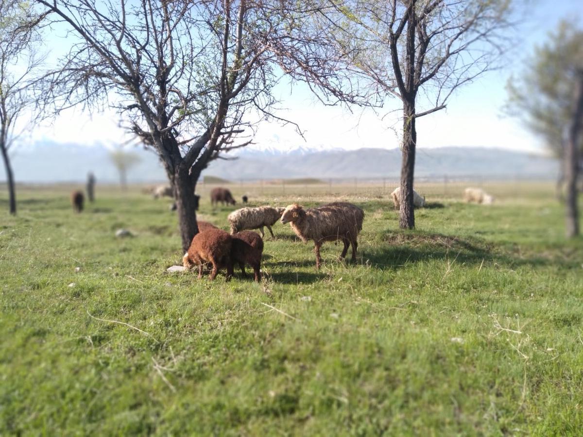 Уютный Ночлег Иссыкские Курганы Rahat ภายนอก รูปภาพ